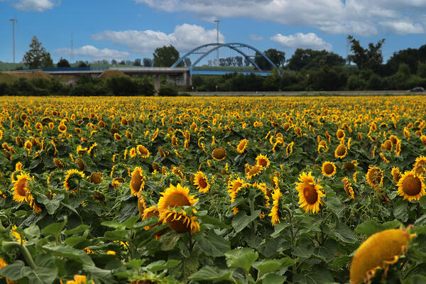 Sonnenblumen-am-Kanal