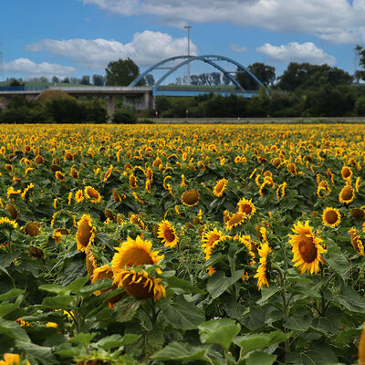 Sonnenblumen-am-Kanal